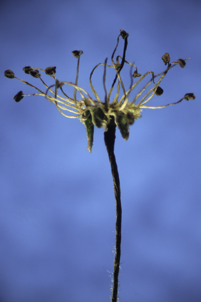 Moth Mullein