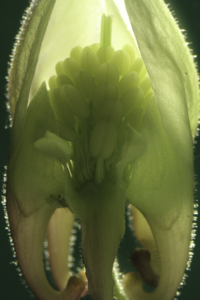 Foxglove Beardtongue