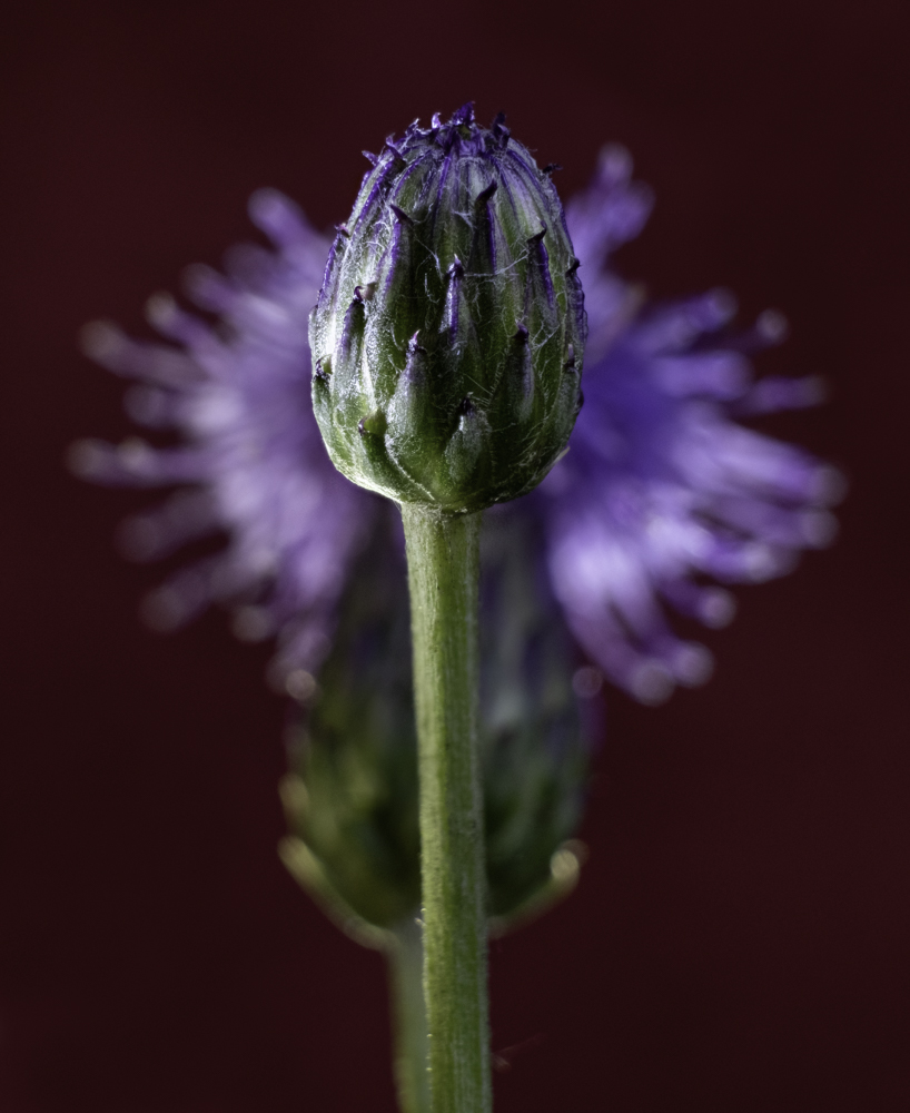 Dandelion