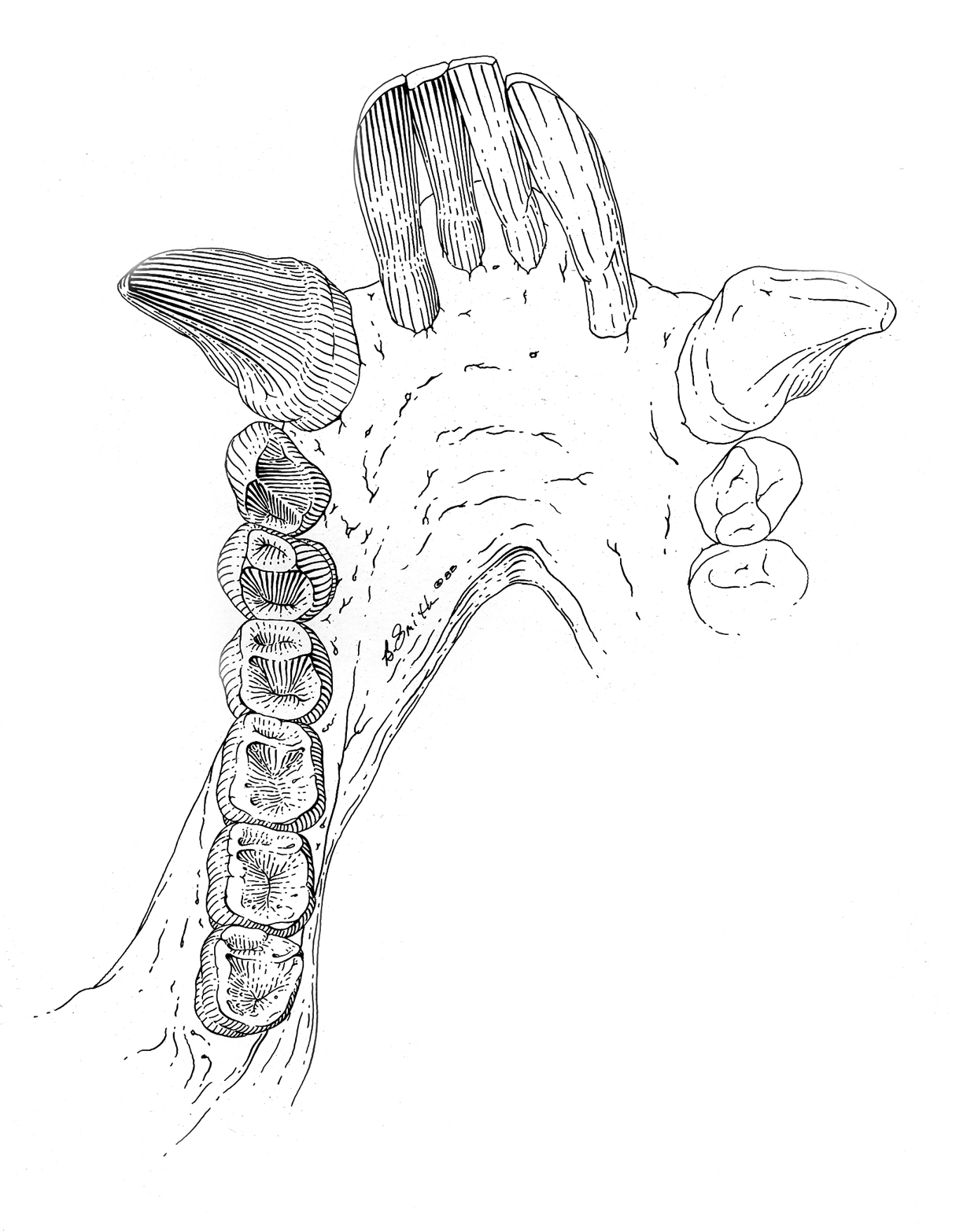 Fossilized Jaw Fragment